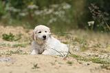 GOLDEN RETRIEVER 341